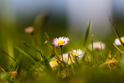 Close-up of flowering plants on field