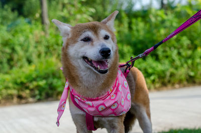 Portrait of dog sticking out tongue outdoors