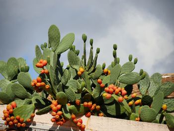 Close-up of cactus growing against sky