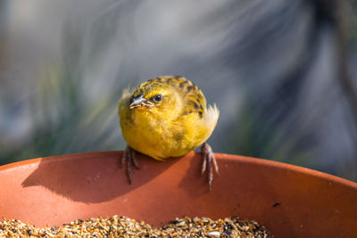 Close-up of bird perching on leaf