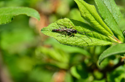 Close-up of insect on leaf