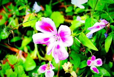 Close-up of purple iris blooming outdoors