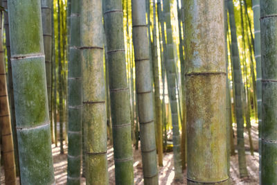 Close-up of bamboo plants in forest