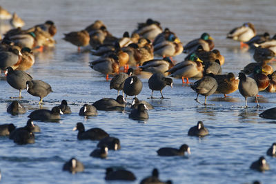 Mallard and the coot on the frozen soderica lake, croatia