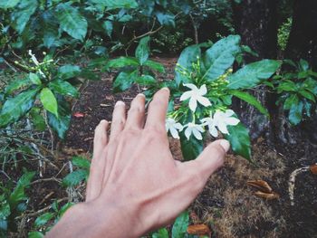 Close-up of hand touching plant