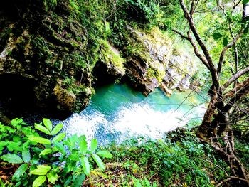 Scenic view of river amidst trees in forest