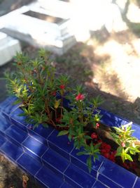 Close-up of potted plants