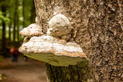 Close-up of old statue against tree trunk