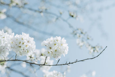 Close-up of white flowers on branch of tree against sky