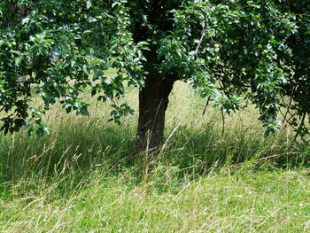 Trees on grassy field