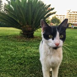 Portrait of a cat on field