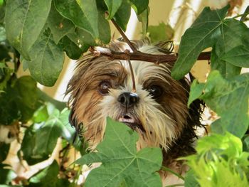 Close-up of dog on plant