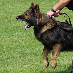 Full length of a dog on field