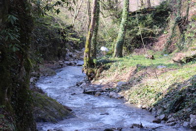 Stream amidst trees in forest