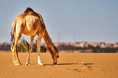 Scenic view of desert against clear sky