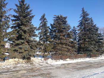 Trees against sky during winter