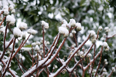 Close-up of fresh flower tree in winter