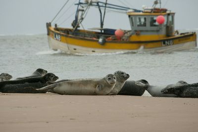 View of sea lions resting on beach