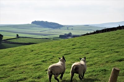 Sheep grazing on field against sky