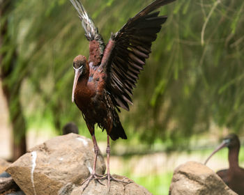 Close-up of bird flying