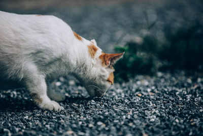 Cat lying on road