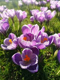 Close-up of purple crocus flowers on field