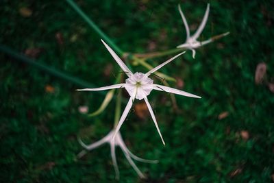 Close-up of white flowers