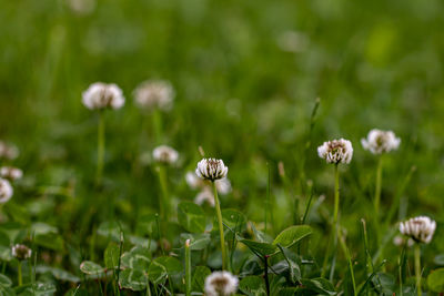 Flower in meadow