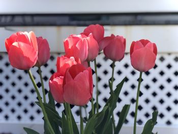 Close-up of red tulip flowers