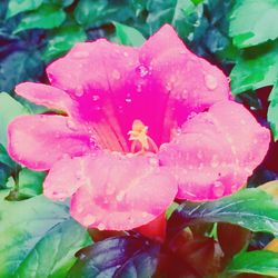 Close-up of wet pink flower blooming outdoors