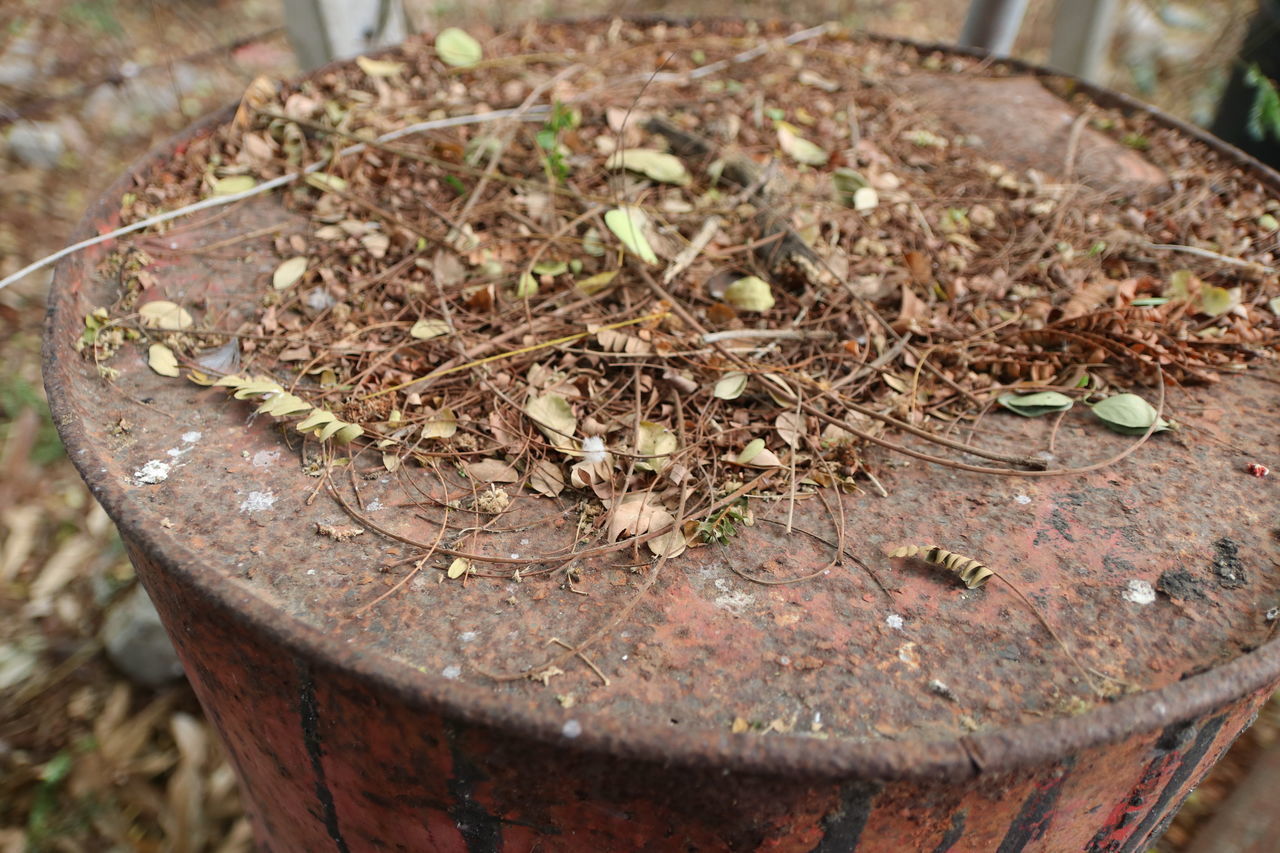 HIGH ANGLE VIEW OF PLANT ON FIELD