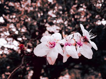 Close-up of pink flowers