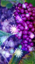 Close-up of purple flowers