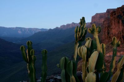 Cactus growing against sky