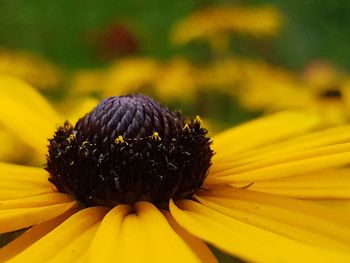 Close-up of sunflower blooming outdoors