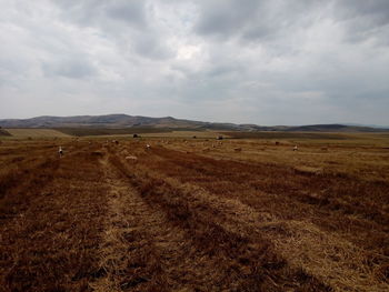 Scenic view of field against sky