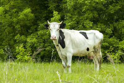 Cow standing on field