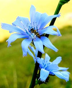 Close-up of bee pollinating on blue flower