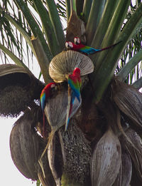 Close-up of parrot perching on tree