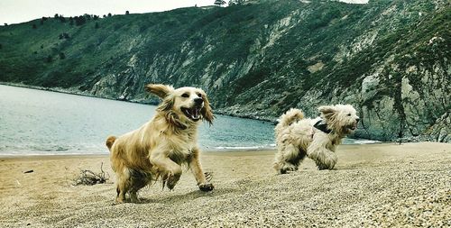 High angle view of golden retriever sitting on beach