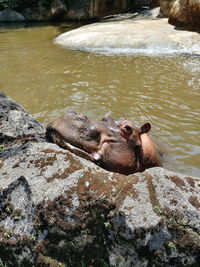 Turtle on rock by lake