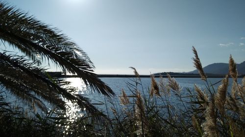 Palm trees on beach against sky