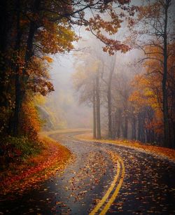 Trees in forest during autumn