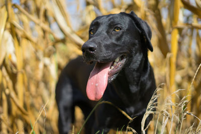 Close-up of black dog
