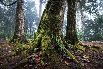 Trees growing in forest