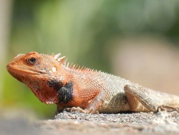 Close-up of bearded dragon on rock