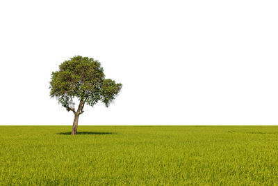 Tree on field against clear sky