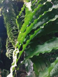 Close-up of wet plant