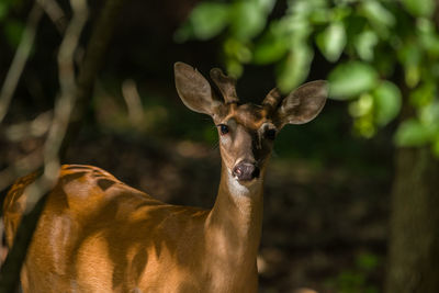 Portrait of deer