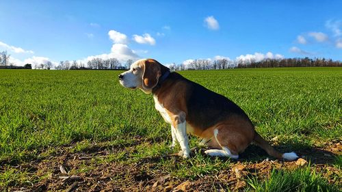 Dog looking away on field